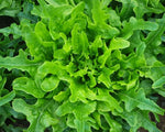 Green Oakleaf lettuce seeds (non-GMO) growing into leafy green heads with deeply lobed, oak-like leaves