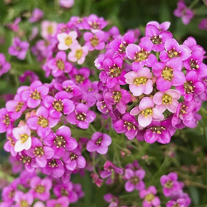 Alyssum Lobularia maritima Flower Seeds for Planting in Flower Bed