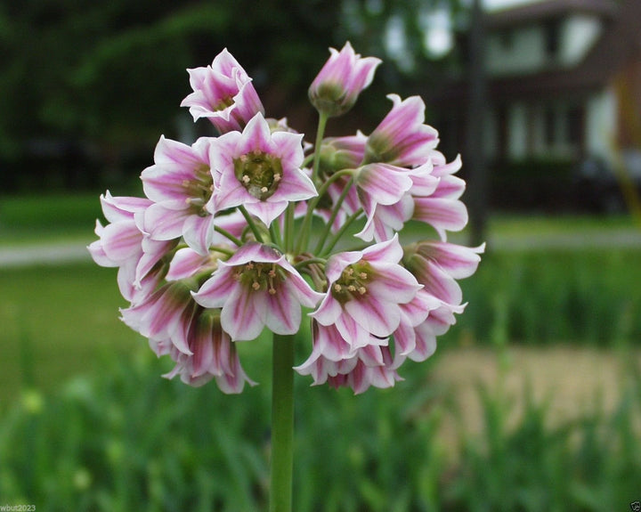 Nectaroscordum Flower Seeds for Planting - 100 pcs