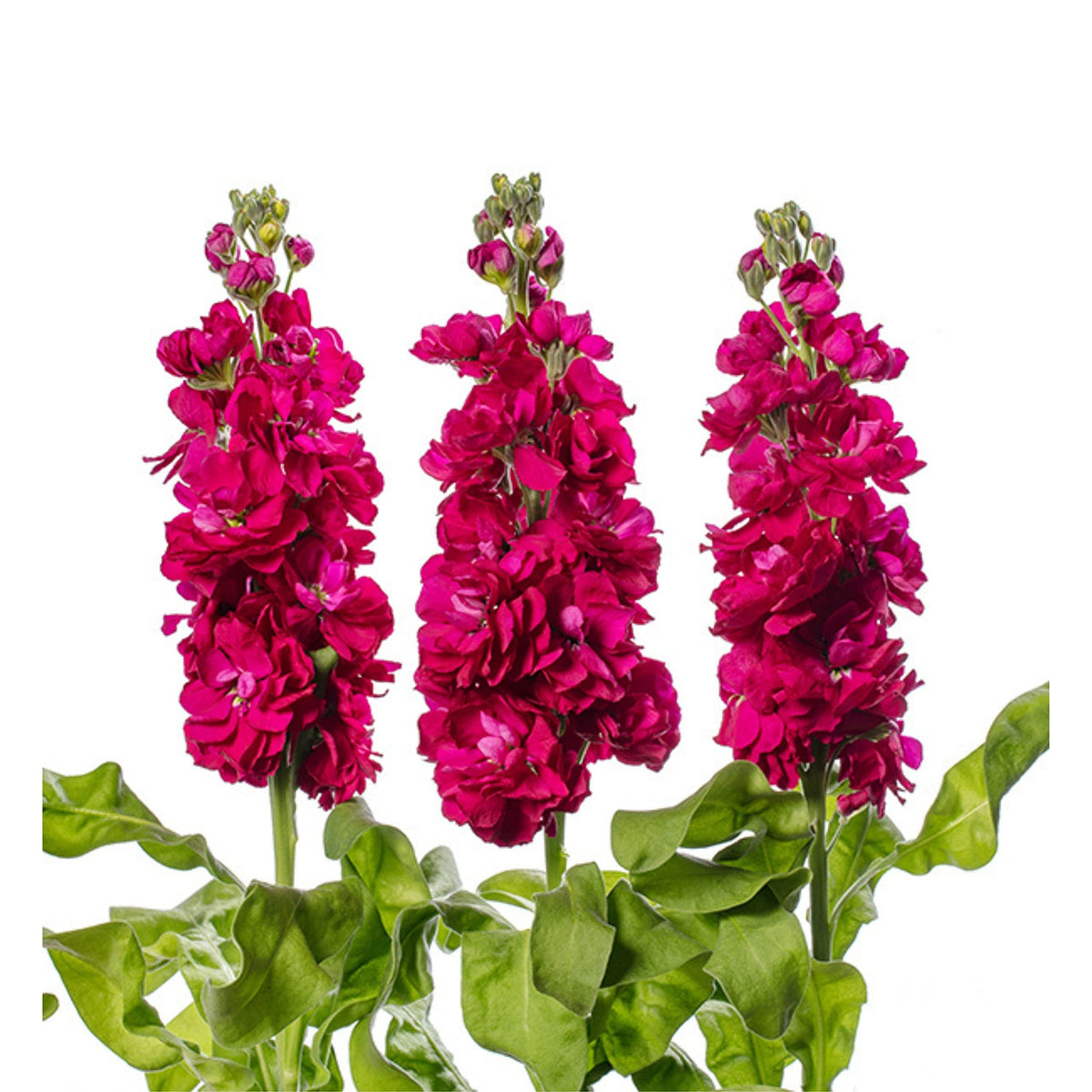 Mathiola L Matthiola Incana Seeds – Fragrant Garden Blooms – Dharaseeds