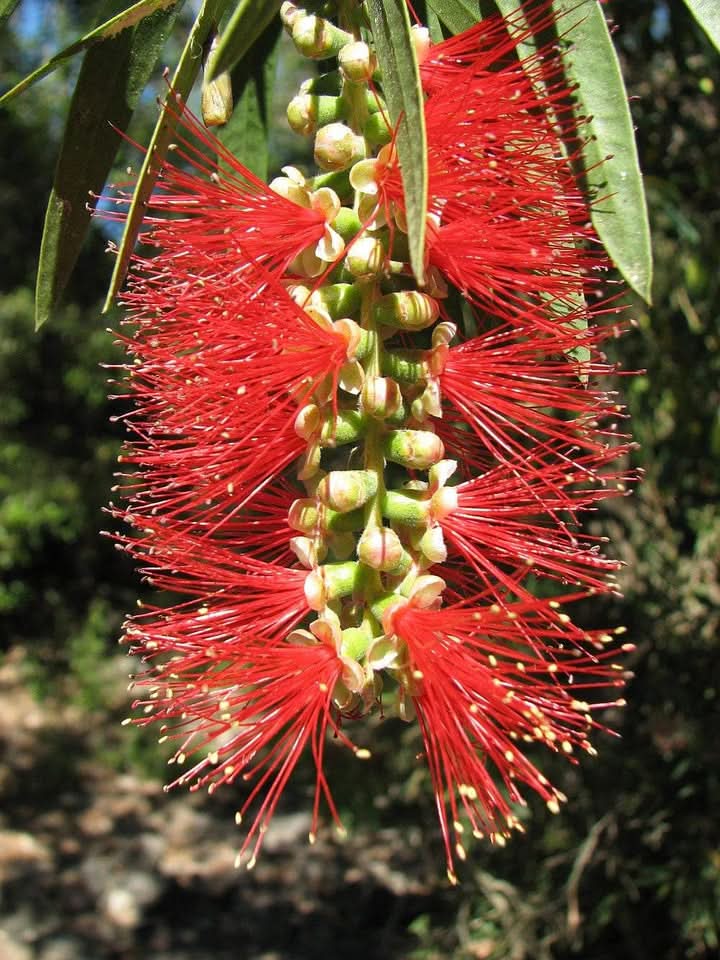 Bottle Brush Red Flower Seeds for Planting – Vibrant GreenWill Garden Blooms