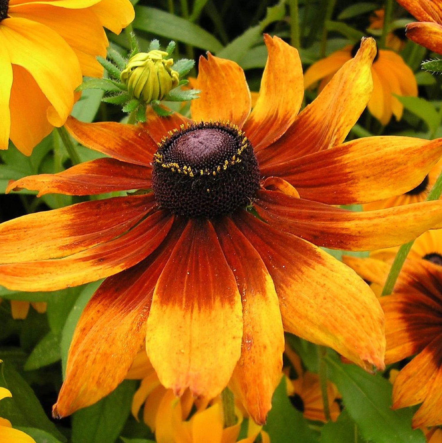 Rudbeckia Hirta Flower Seeds for Planting in Flower Bed