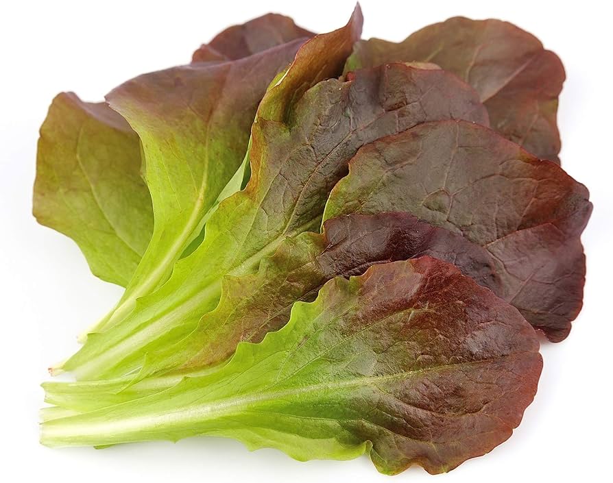 Cream Lettuce Seeds pcs Lactuca sativa for Planting in Garden