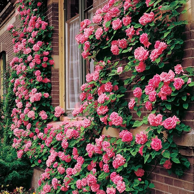 Mixed Climbing Rose Rosa spp Flower Seeds for Planting in Flower Bed