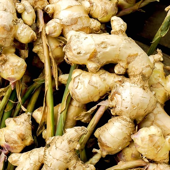 Ginger Zingiber Officinale Root Herb Seeds for Planting – Perfect for Tropical Gardens and Indoor Containers