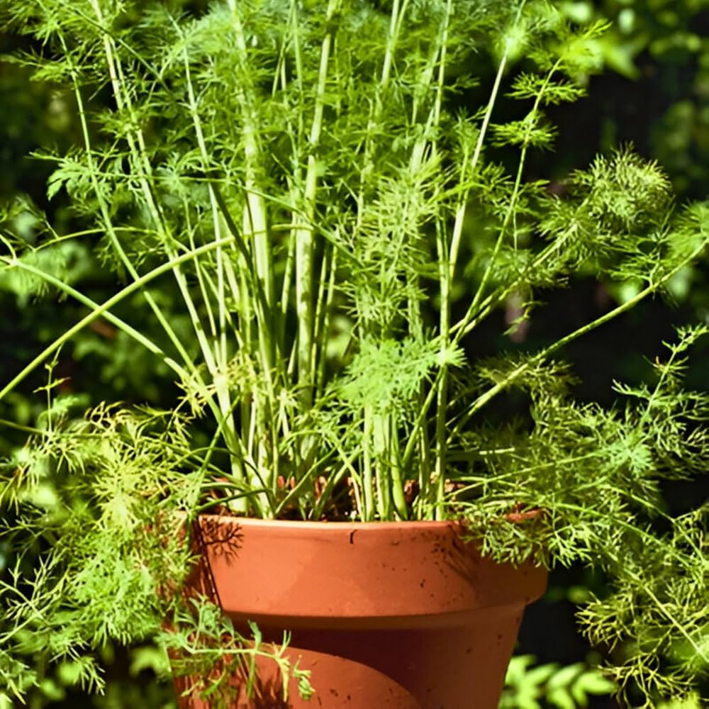 Brown Dill Grn Plant Seeds for Planting-Flavorful Herb Gardens – Fresh Herb for Your Garden