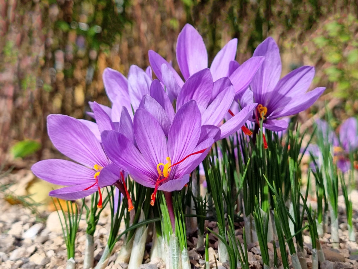 Crocus Sativus Saffron Flowering Seeds For Planting in home garden or culinary beds