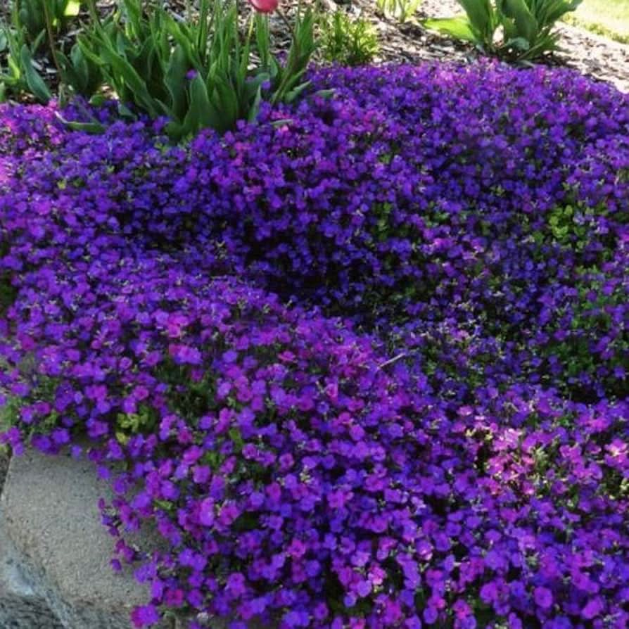 Aubrieta Cascading Red and Purple Mix Perennial Flower Seeds