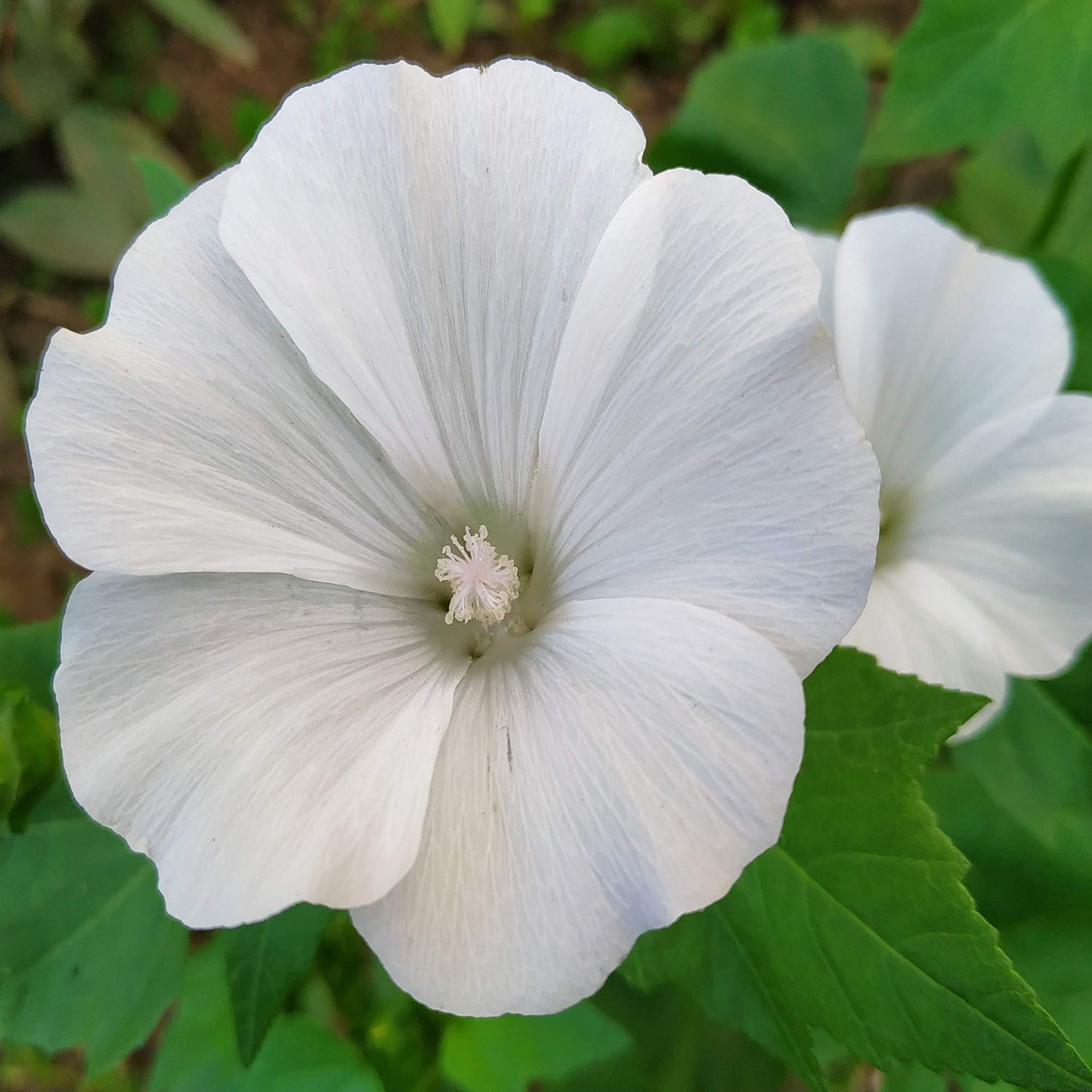Rose Mallow Lavatera Thuringiaca White Flower Seeds for Planting – Ideal for Cottage Gardens and Seasonal Borders