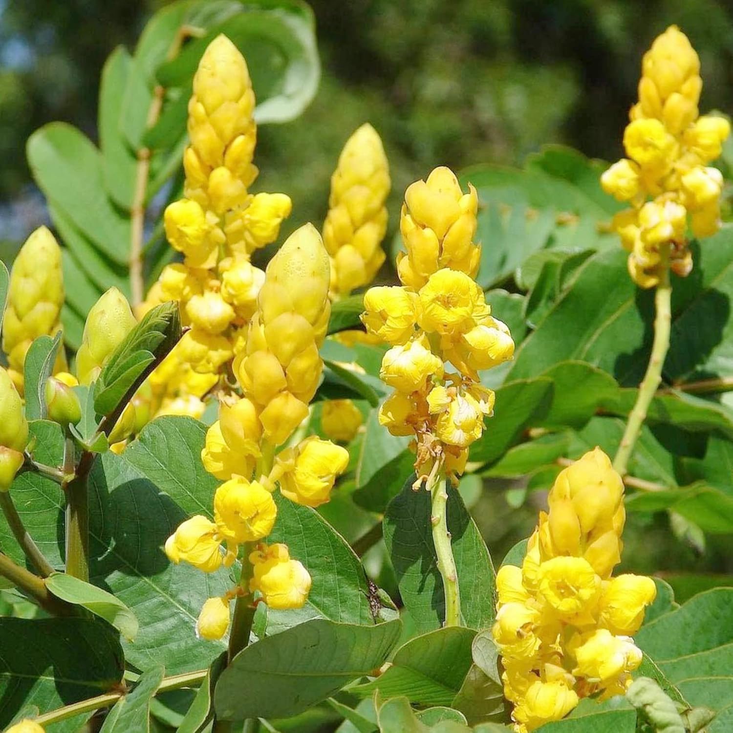 Senna Alata Seeds