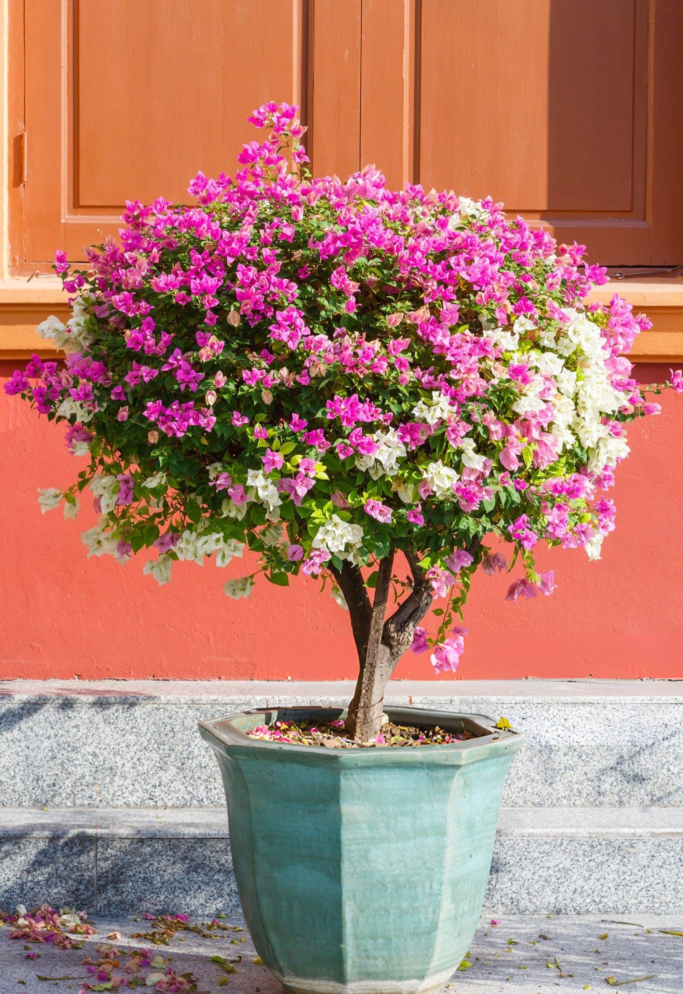 Blooming Bougainvillea Bonsai Seeds – Tropical Vine for Vibrant Miniature Gardens
