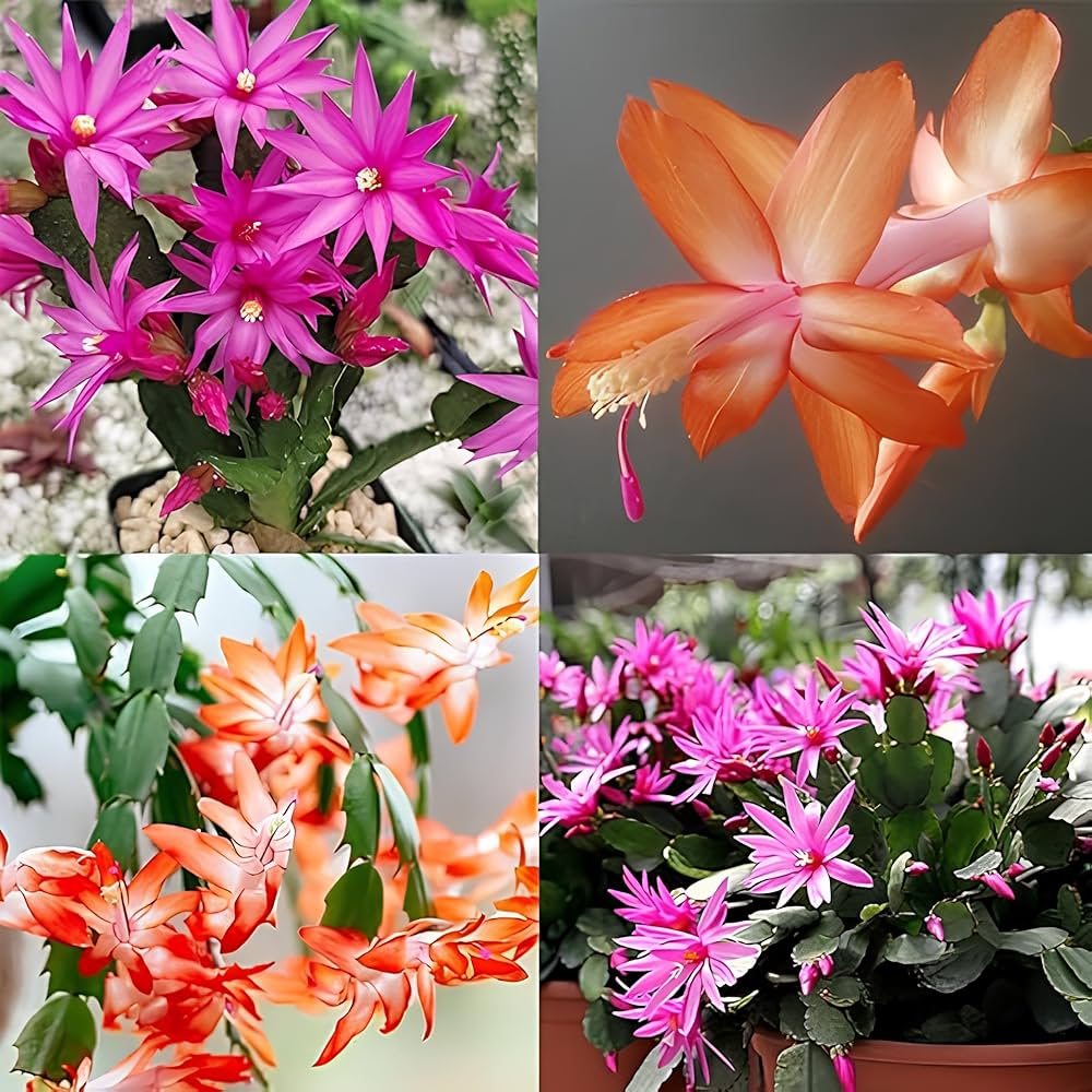 Schlumbergera Christmas Cactus seeds
