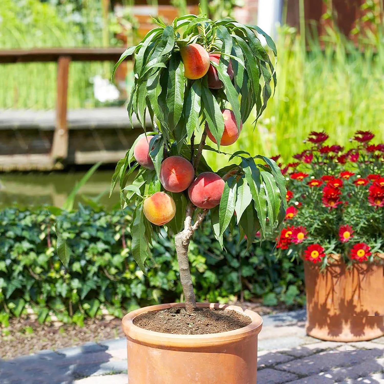 Dwarf Peach Tree Seeds