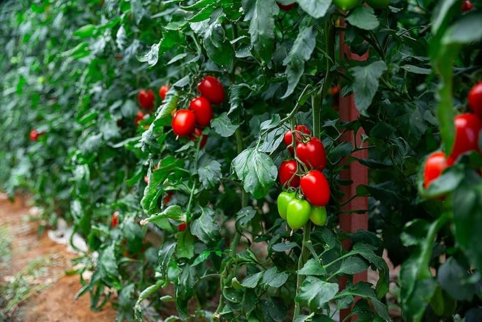Tomato Roma Solanum lycopersicum vegetable seeds for planting in kitchen garden or indoor pots