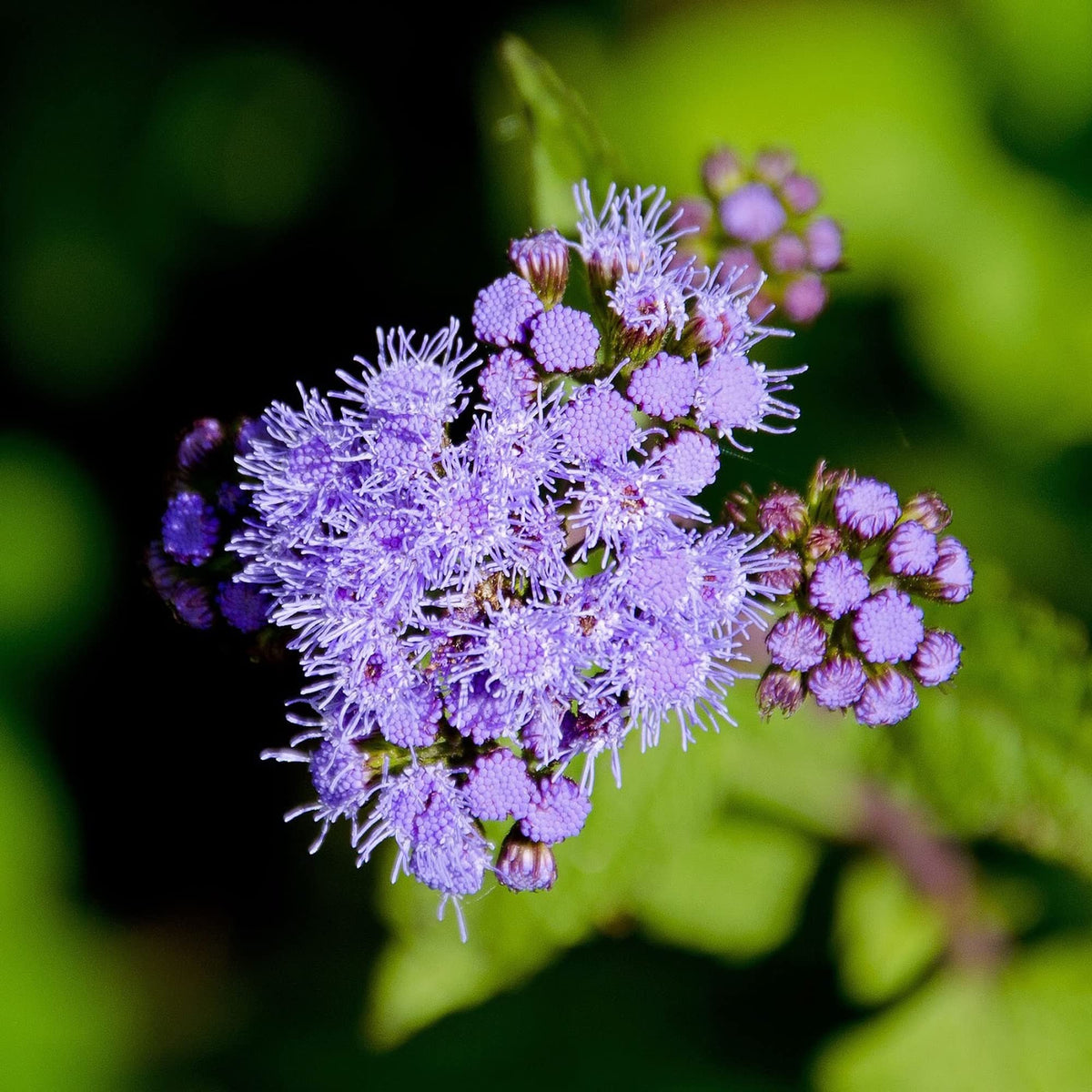 Mistflower Seeds – Conoclinium for Wildflower Gardens – Dharaseeds