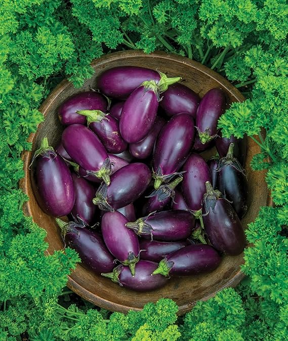 Eggplant Solanum melongena Seeds for Planting in Vegetable Patch & Garden
