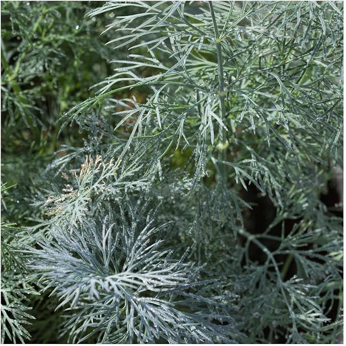 Organic Mammoth Long Island Dill Herb Seed ( )