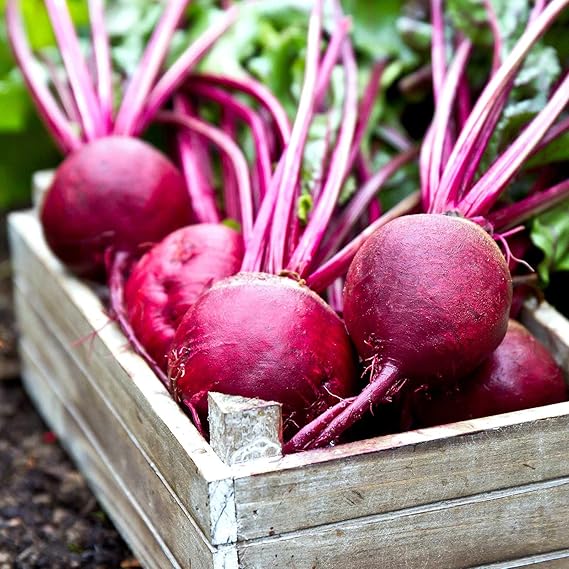 Beet Beta Vulgaris Ruby Queen Vegetable Seeds for Planting – Perfect for Canning, Pickling, and Raised Garden Beds