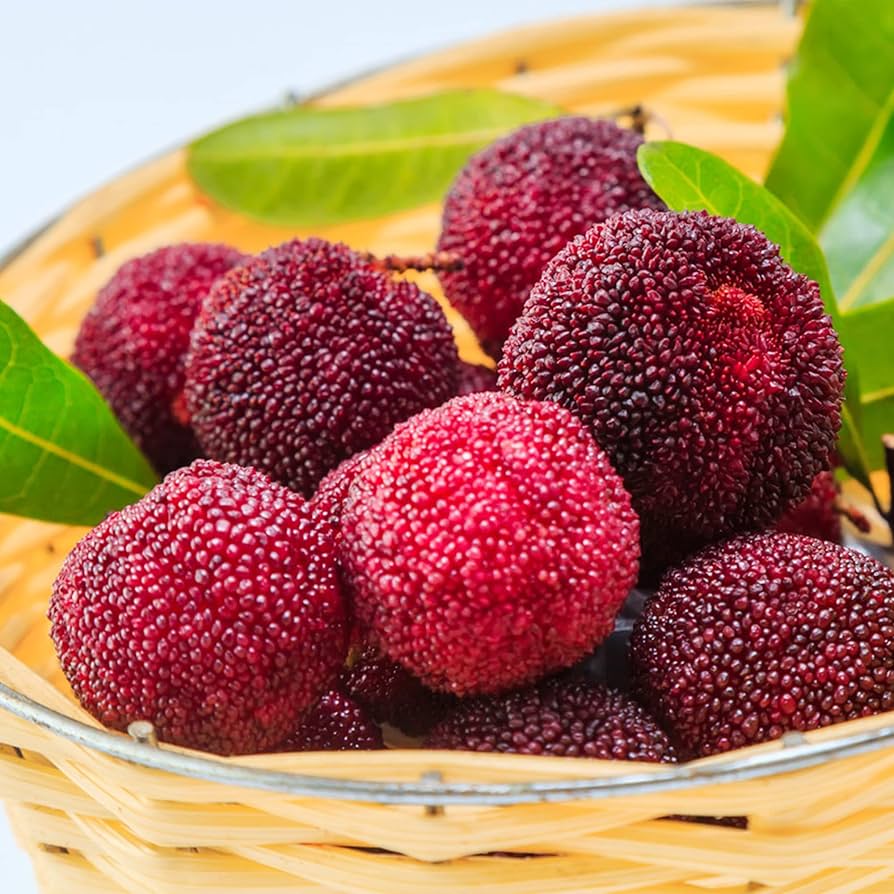 Myrica Rubra Red Bayberry Seeds for Planting for Outdoor Garden and Fruit Tree Cultivation