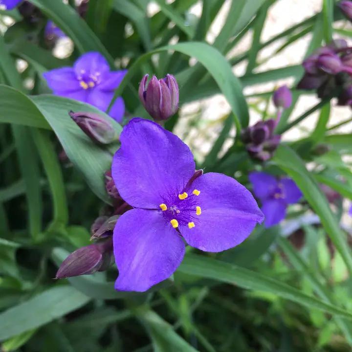 Blue Tradescantia Flower Seeds for Planting - NON GMO Seeds Dhara Seeds