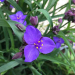 Blue Tradescantia Flower Seeds for Planting - NON GMO Seeds Dhara Seeds