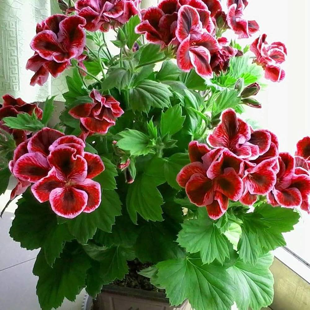Red Geranium Pelargonium hortorum Flower Seeds for Planting in home garden and window boxes