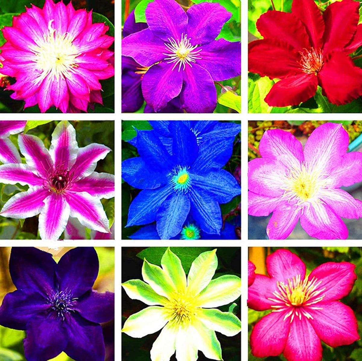 Clematis Clematis Hybrida Flower Seeds for Planting, Perfect for Vertical Gardens and Trellises in Outdoor Spaces