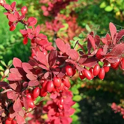 Red Pyracantha Fortuneana Plant Seeds for Planting - NON GMO Seeds Dhara Seeds