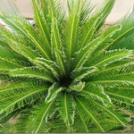 Green Cycads Planting Seeds for Garden NON GMO Seeds Dhara Seeds