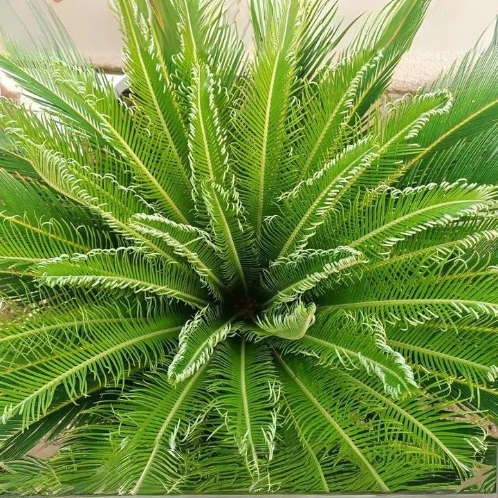 Green Cycads Planting Seeds for Garden NON GMO Seeds Dhara Seeds