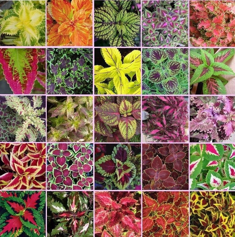 Coleus Blumei Rainbow Mix Seeds