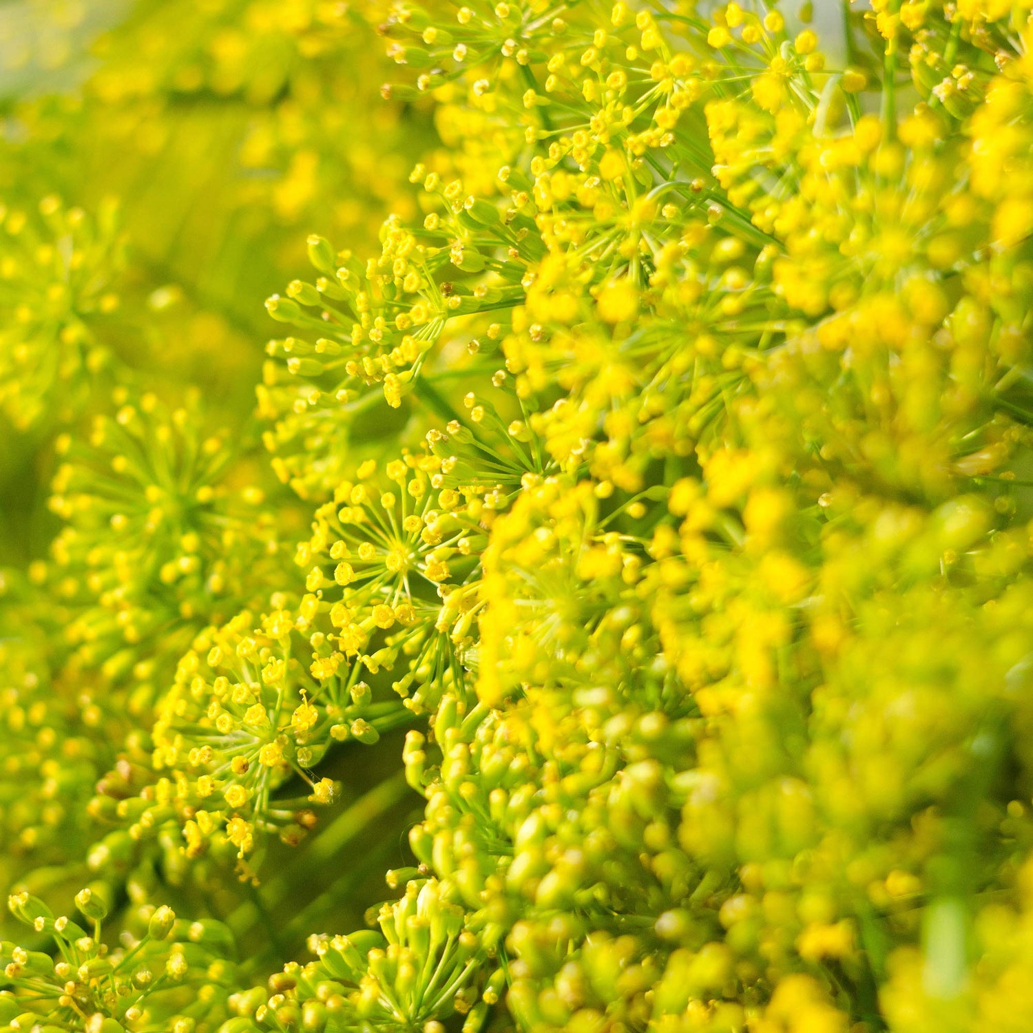 Endive Cichorium Endivia Green Curled Leaf Vegetable Seeds for Planting – Crisp Greens for Kitchen Garden and Salad Use