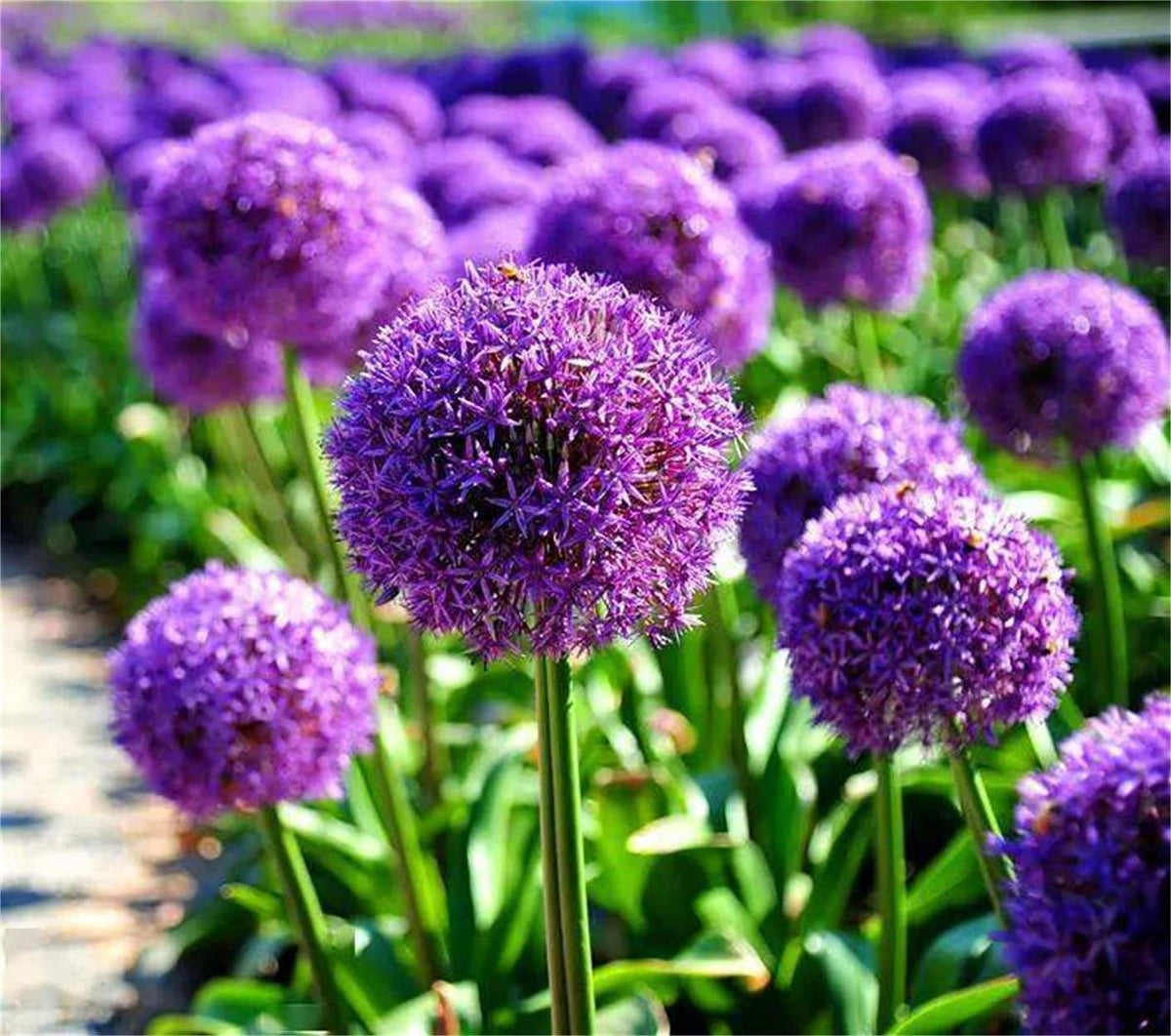 Giant Christophii Allium Flower Seeds