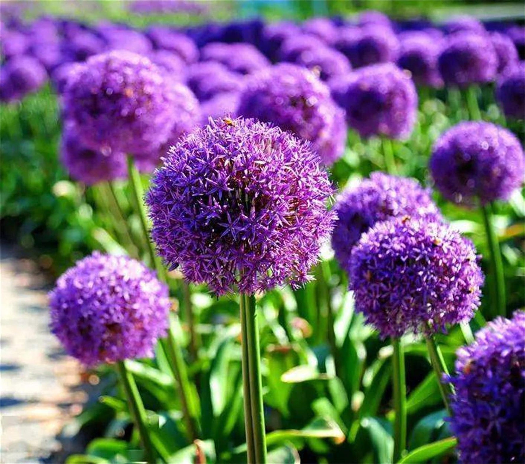 Giant Christophii Allium Flower Seeds