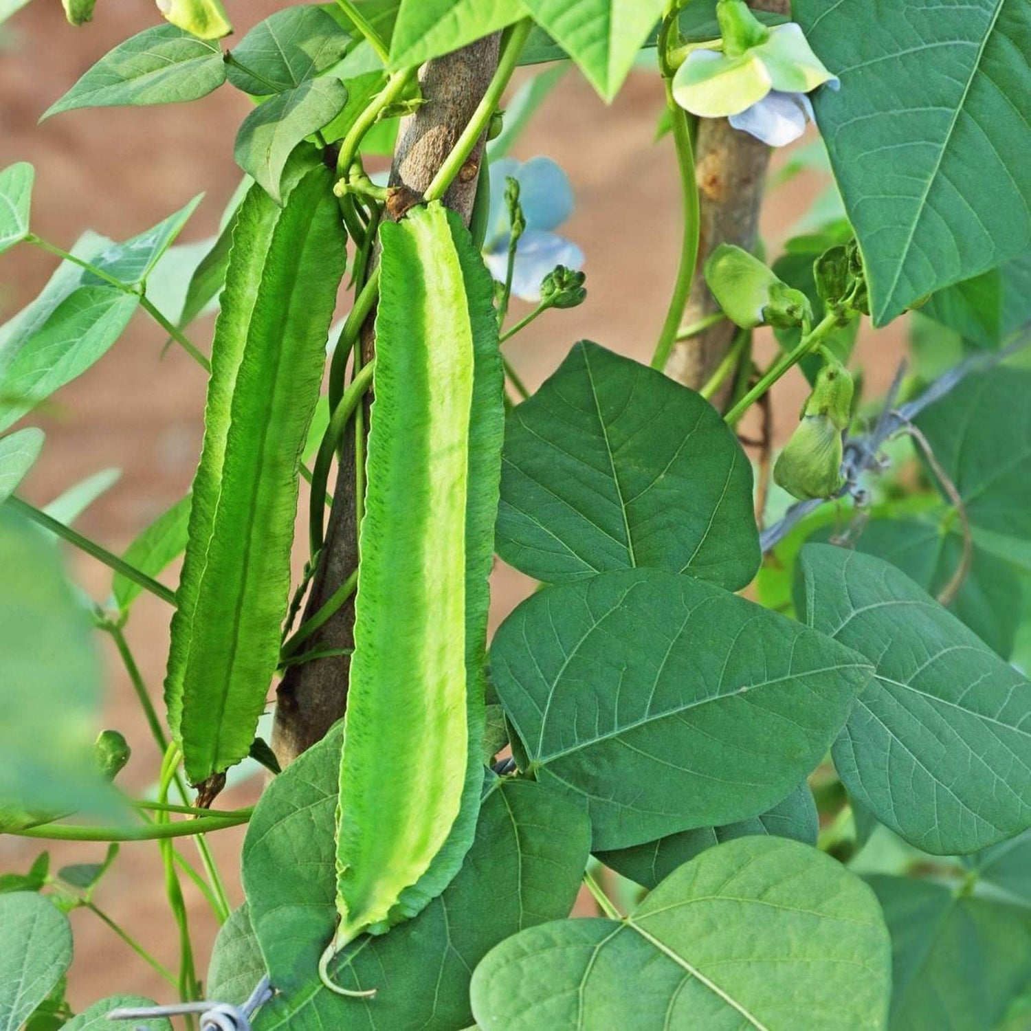 Winged Bean Vegetable Seeds for Planting Psophocarpus tetragonolobus for Vegetable Patch and Home Garden