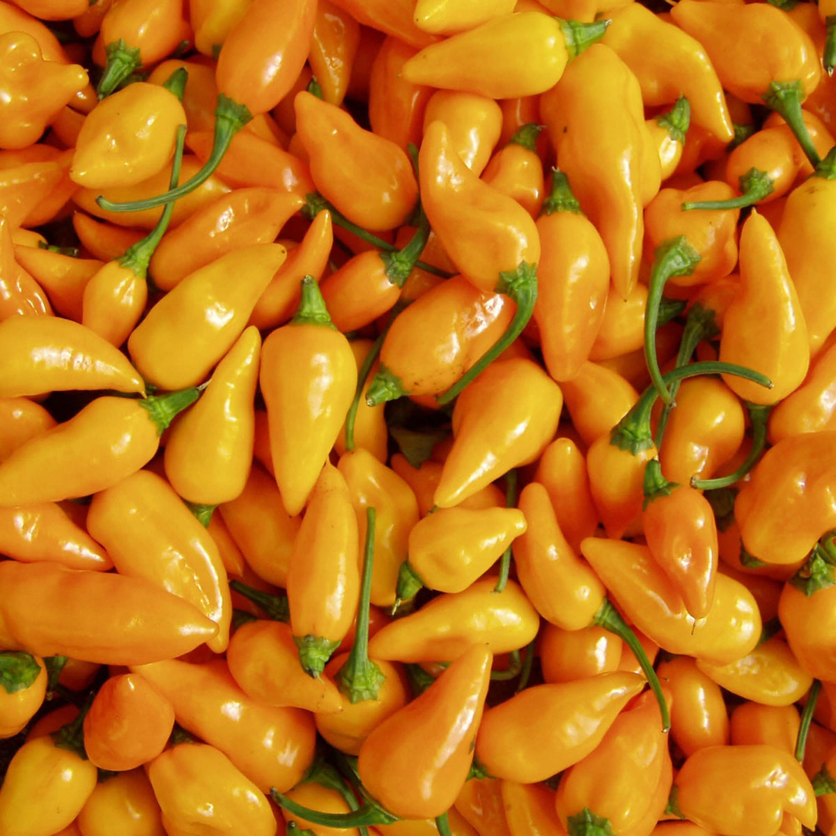 Datil Pepper Seeds for growing rare, spicy-sweet heirloom peppers, ideal for hot sauces, salsas, and container gardening."