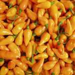 Datil Pepper Seeds for growing rare, spicy-sweet heirloom peppers, ideal for hot sauces, salsas, and container gardening."