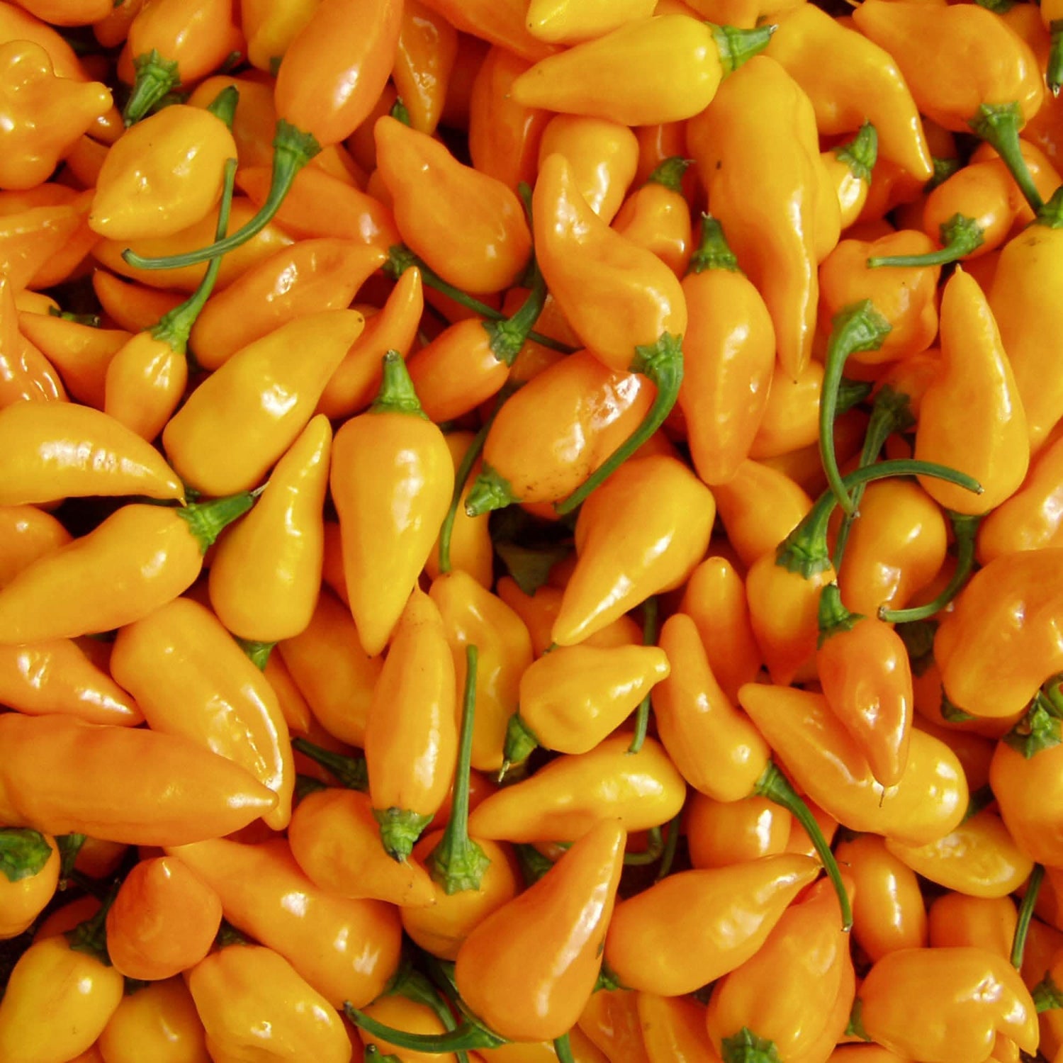 Datil Pepper Seeds for growing rare, spicy-sweet heirloom peppers, ideal for hot sauces, salsas, and container gardening."