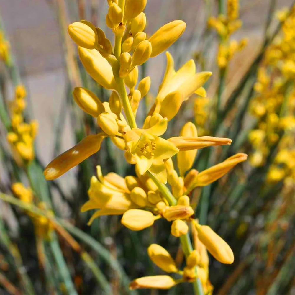 Yellow Yucca Plant Seeds for Planting - Garden Beautification & Edible Fruit, Heirloom Seeds
