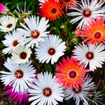 Mischfarbe Flower Seeds for Planting, NON GMO Seeds for planting in home garden