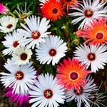 Braunsia apiculata succulent – Mesembryanthemum – for planting in rock gardens