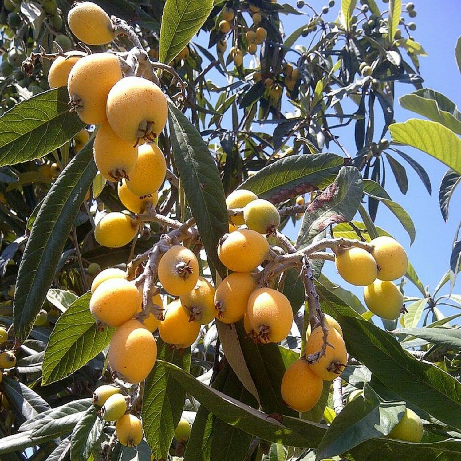 Japanese Plum (Prunus salicina)