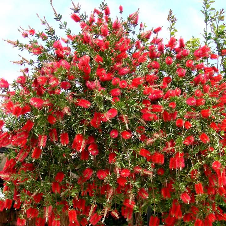 Bottle Brush Red Flower Seeds for Planting – Vibrant GreenWill Garden Blooms