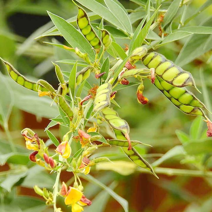 Yellow Cajanus Cajan Flower Seeds for Planting - NON GMO Seeds