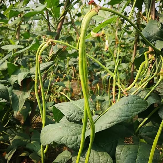 Snake Bean Vigna unguiculata Vegetable Seeds for Planting in Vegetable Patch