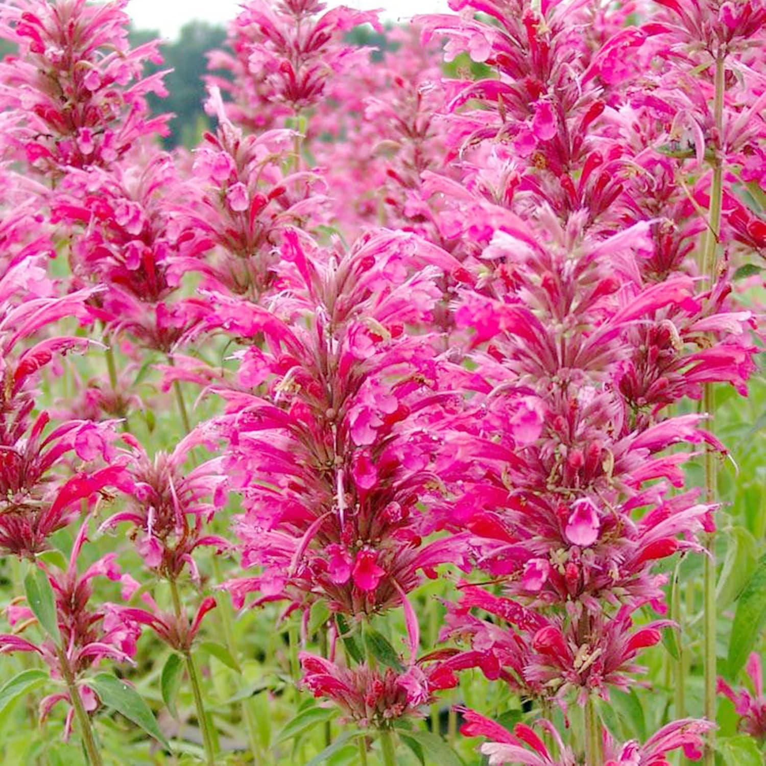 Hummingbird Mint Seeds