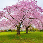 Japanese Sakura bonsai cherry blossom seeds for indoor and outdoor garden