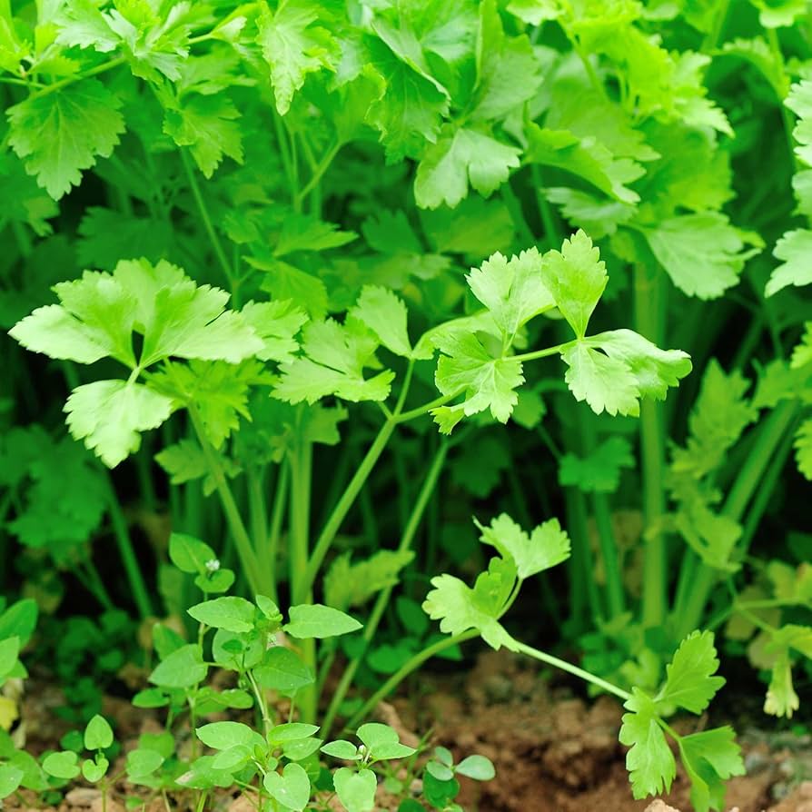 Chinese Celery Apium graveolens Seeds for Planting in Herb Garden and Vegetable Patch