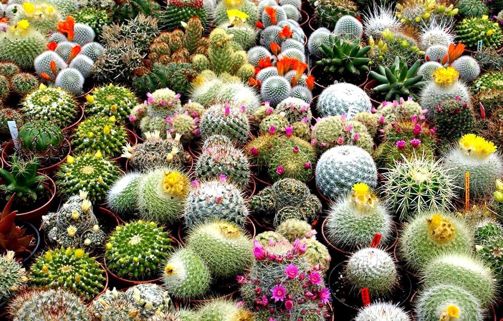 Cactus Flower Mix Seeds for Planting Various Species for Indoor Pots and Rock Garden