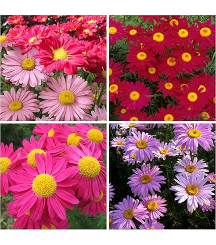 Chrysanthemum Robinson's Flower Seeds Heirloom Non GMO Planting - 100